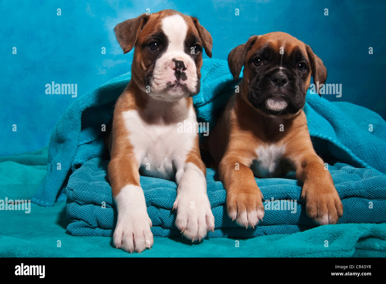 Zwei Boxer Welpen, in eine Decke gehüllt Stockfoto