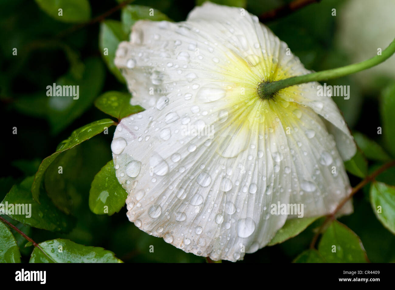 Nahaufnahme der Rückseite einer nassen weißen Blume Stockfoto