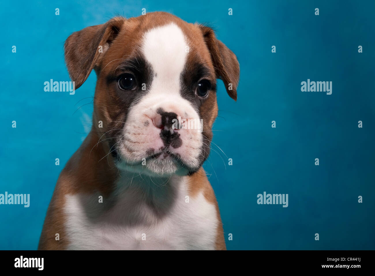 Boxer Welpen, portrait Stockfoto