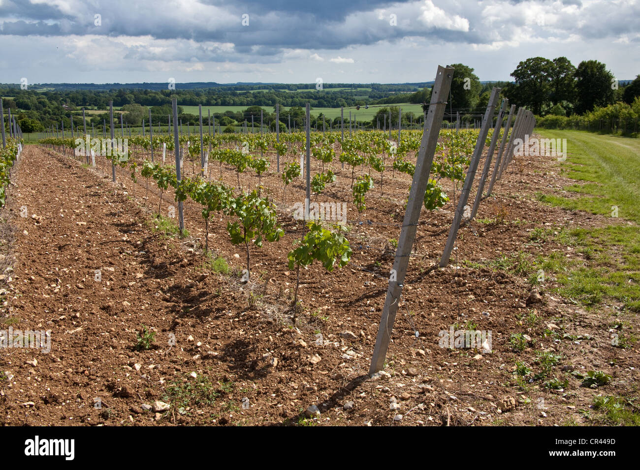 Pinot Meunier Trauben Reben, Hattingley Valley Weinberg, Hampshire, England. Stockfoto