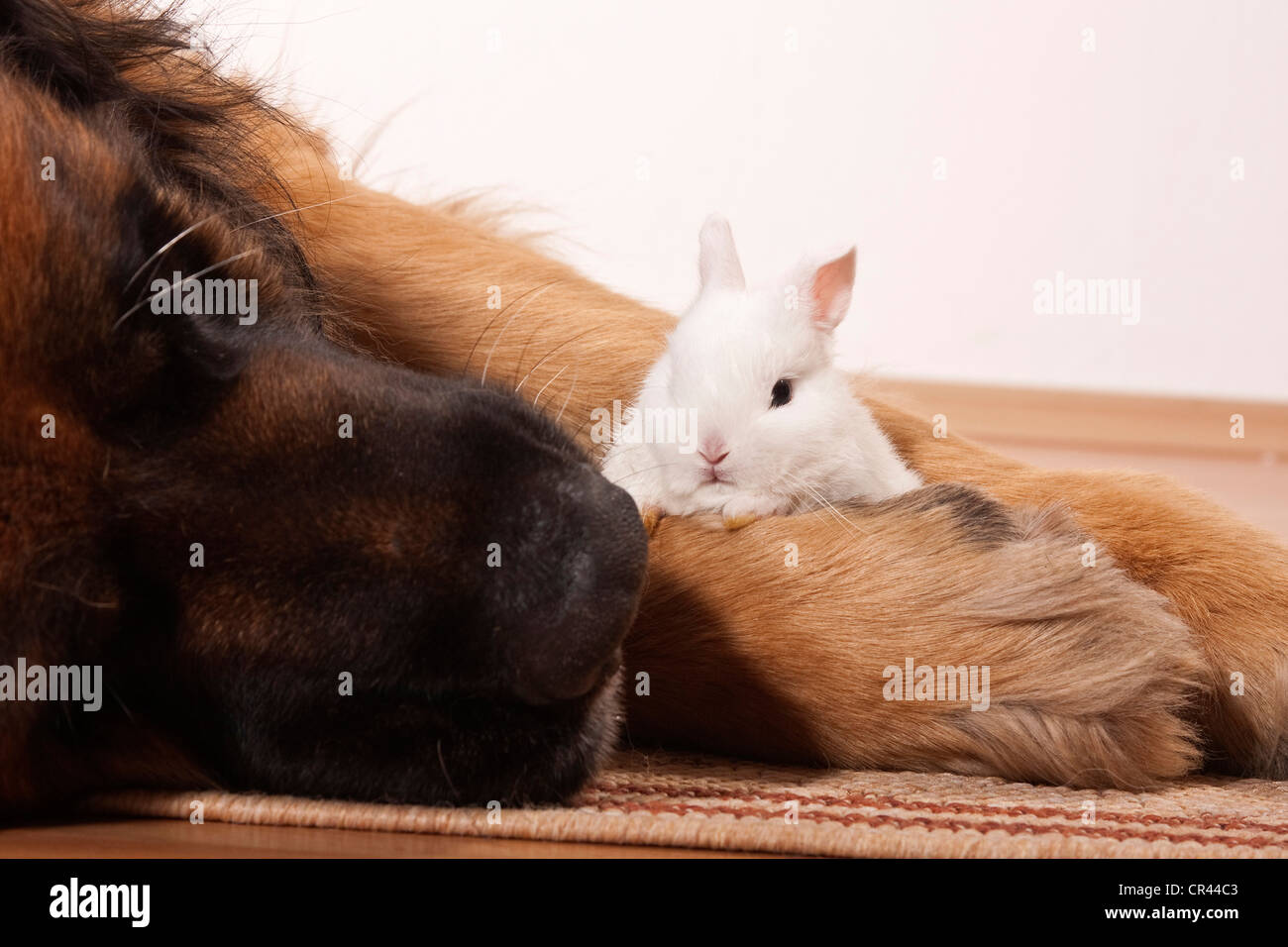 Großer Leonberger Hund und ein junger Zwerg-Kaninchen Stockfoto