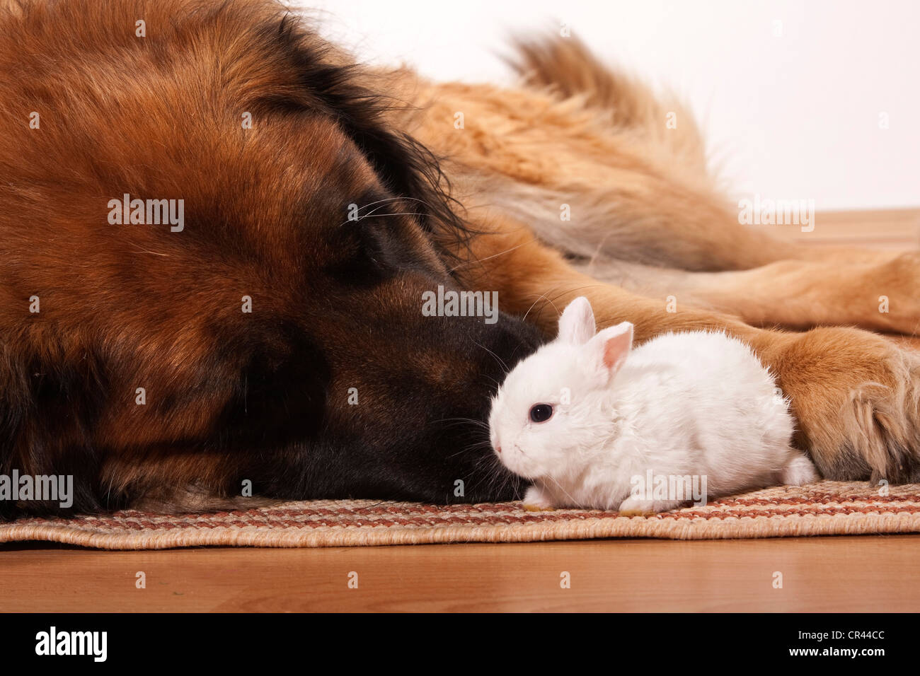 Großer Leonberger Hund und ein junger Zwerg-Kaninchen Stockfoto