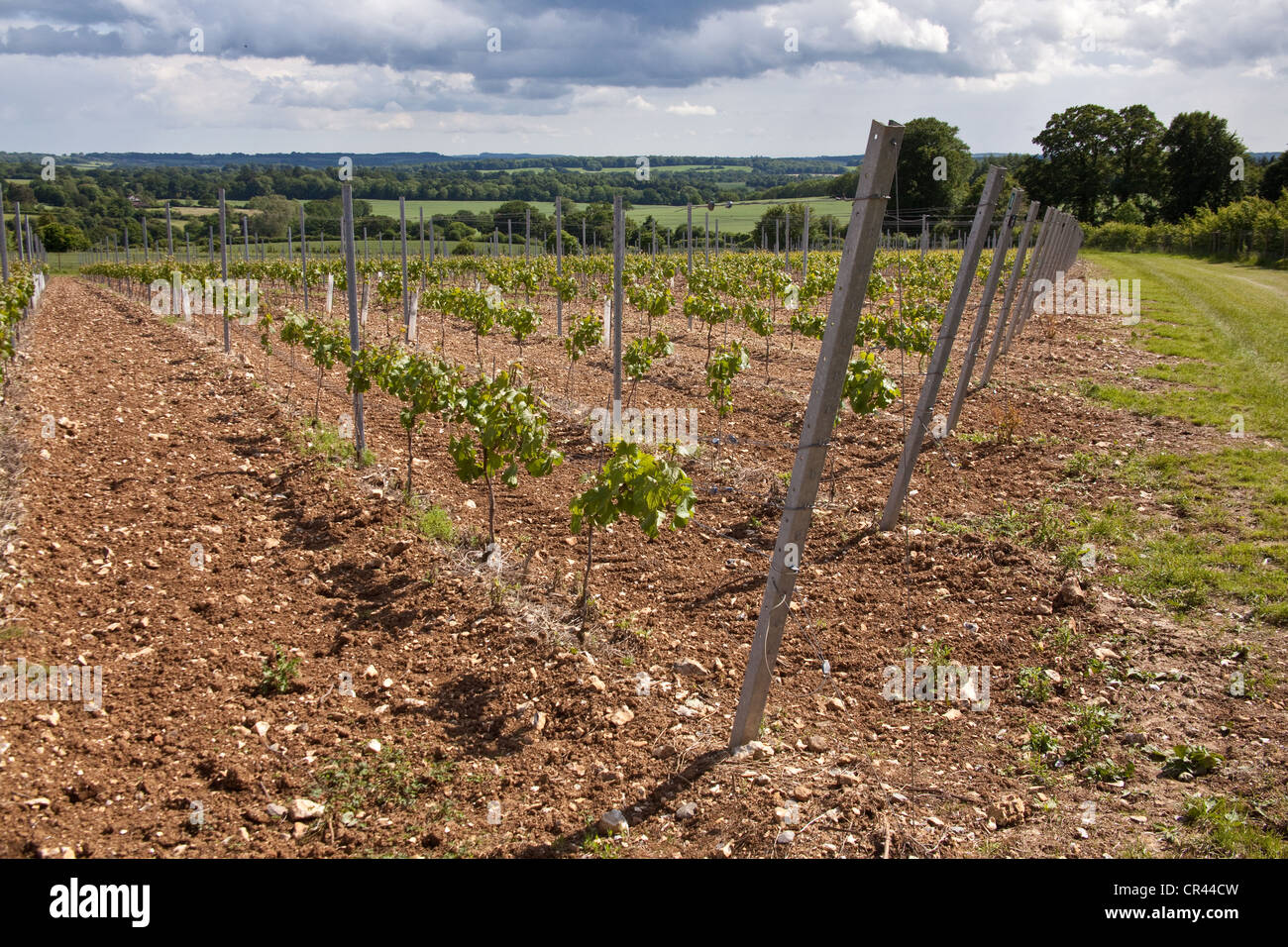Pinot Meunier Trauben Reben, Hattingley Valley Weinberg, Hampshire, England. Stockfoto