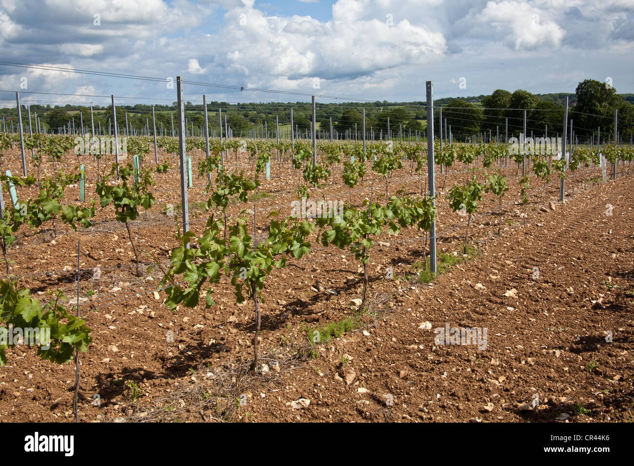 Pinot Meunier Trauben Reben, Hattingley Valley Weinberg, Hampshire, England. Stockfoto