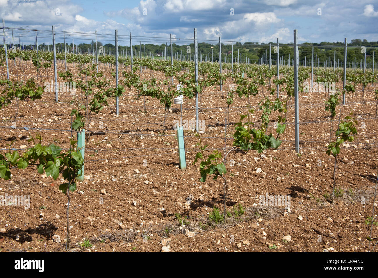 Pinot Meunier Trauben Reben, Hattingley Valley Weinberg, Hampshire, England. Stockfoto