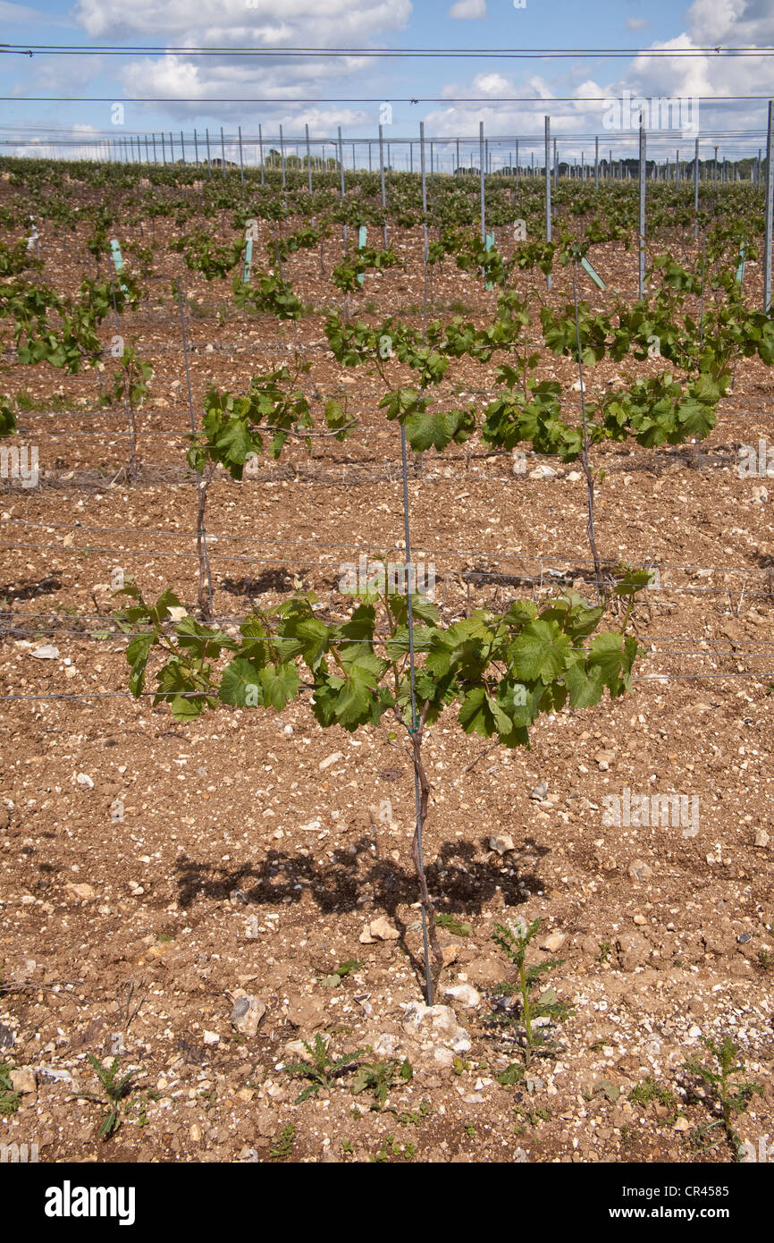 Pinot Meunier Trauben Reben, Hattingley Valley Weinberg, Hampshire, England. Stockfoto