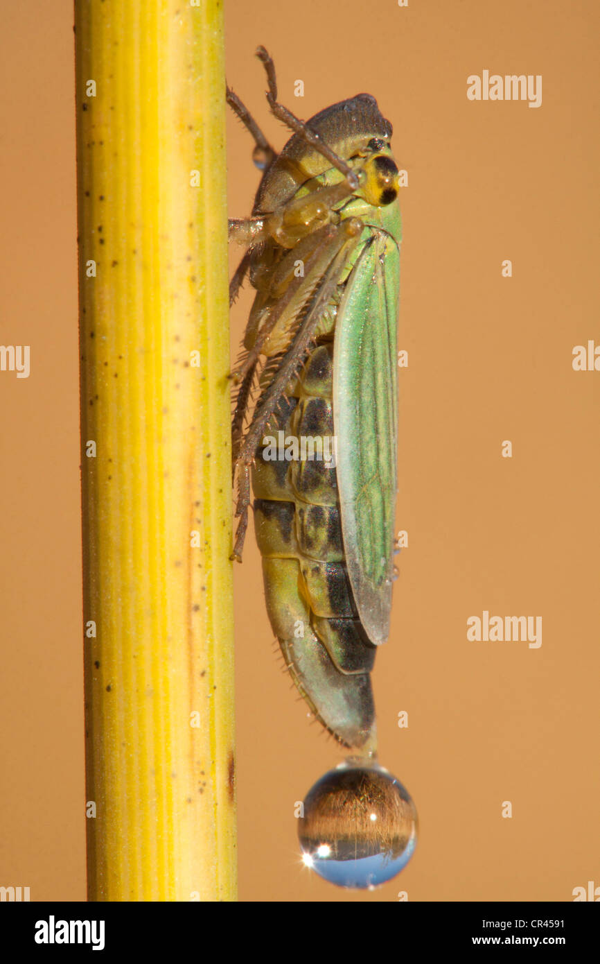 Grüne Leafhopper (Cicadella viridis) Stockfoto