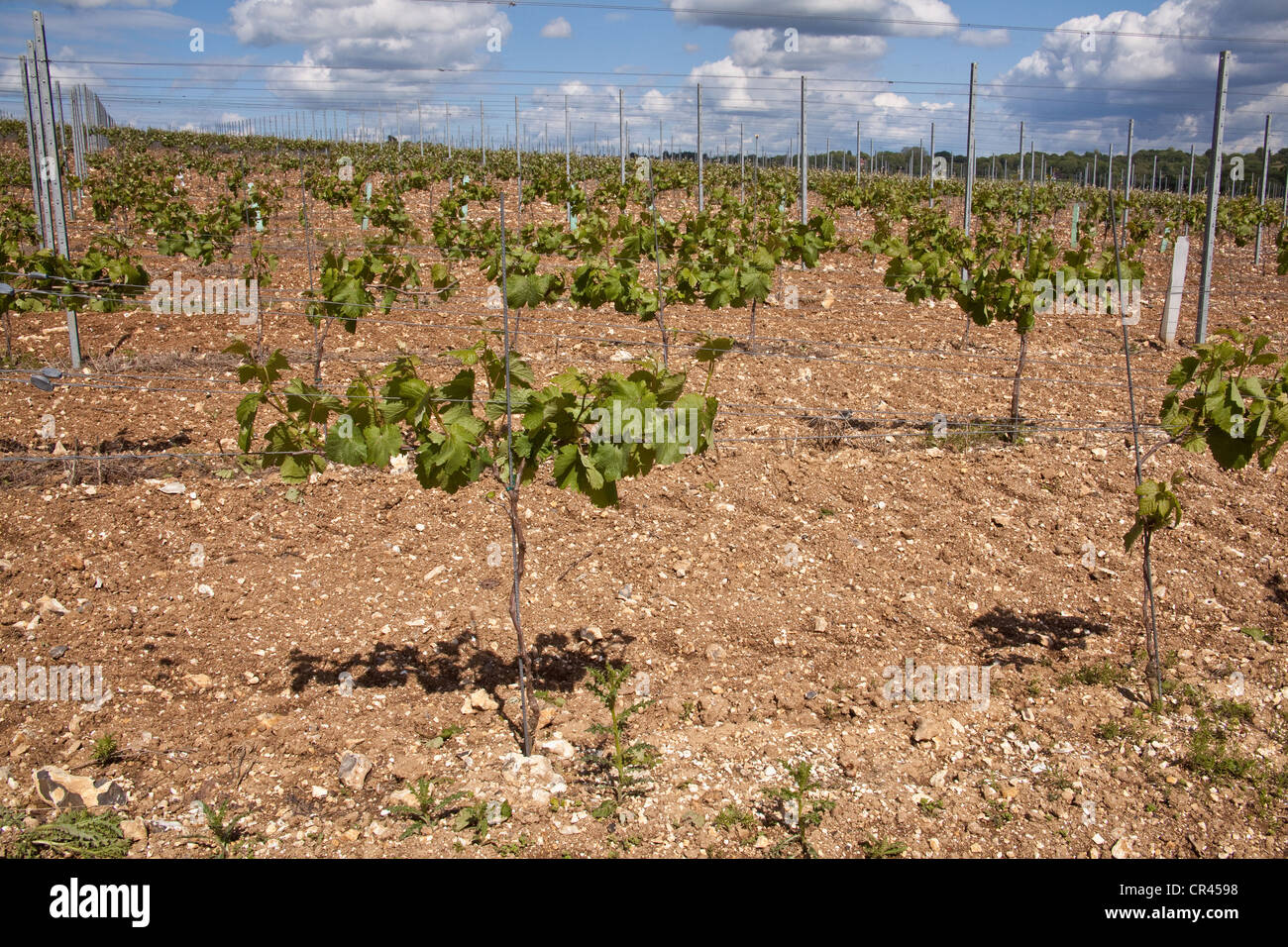 Pinot Meunier Trauben Reben, Hattingley Valley Weinberg, Hampshire, England. Stockfoto