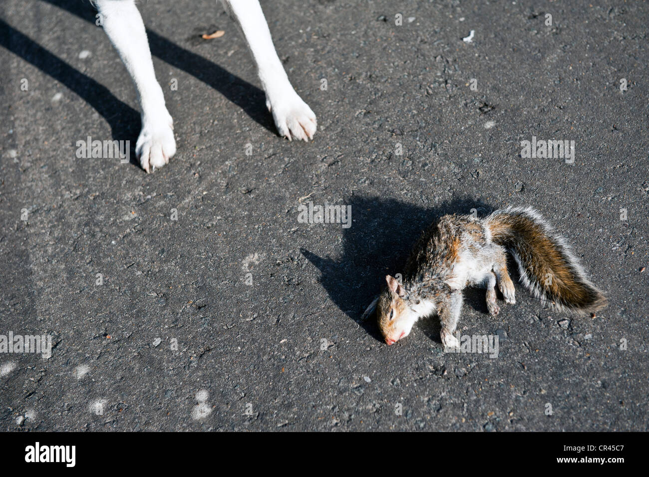 Eichhörnchen von Hund getötet Stockfoto