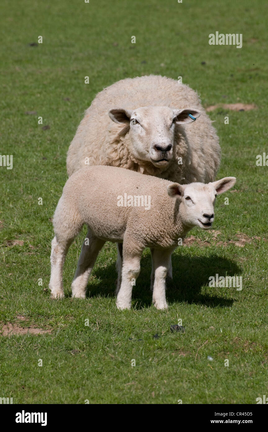Schaf Schafe mit gesunden Lamm stehend auf dem grünen Rasen in Frühlingssonne in Derbyshire, England Stockfoto