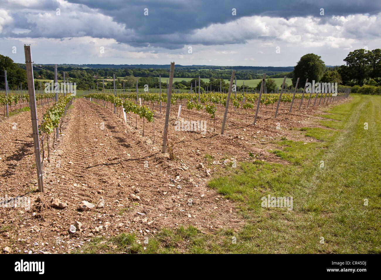 Pinot Meunier Trauben Reben, Hattingley Valley Weinberg, Hampshire, England. Stockfoto