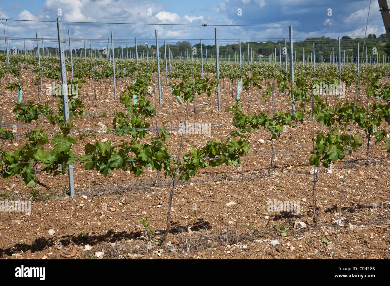 Pinot Meunier Trauben Reben, Hattingley Valley Weinberg, Hampshire, England. Stockfoto