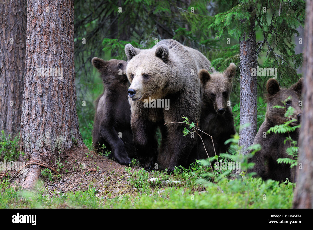 Braunbären (Ursus Arctos), Weibchen mit jungen in den nördlichen Nadelwald Martinselkonen, Karelien, Ostfinnland Stockfoto