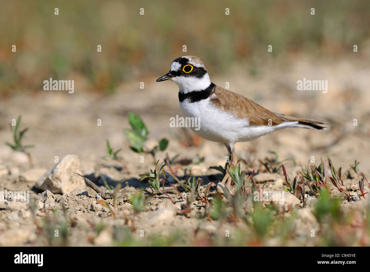 Flussregenpfeifer (Charadrius Dubius), Lechauen, Feuchtgebiete des Flusses Lech Swabia Region, Bayern, Deutschland, Europa Stockfoto