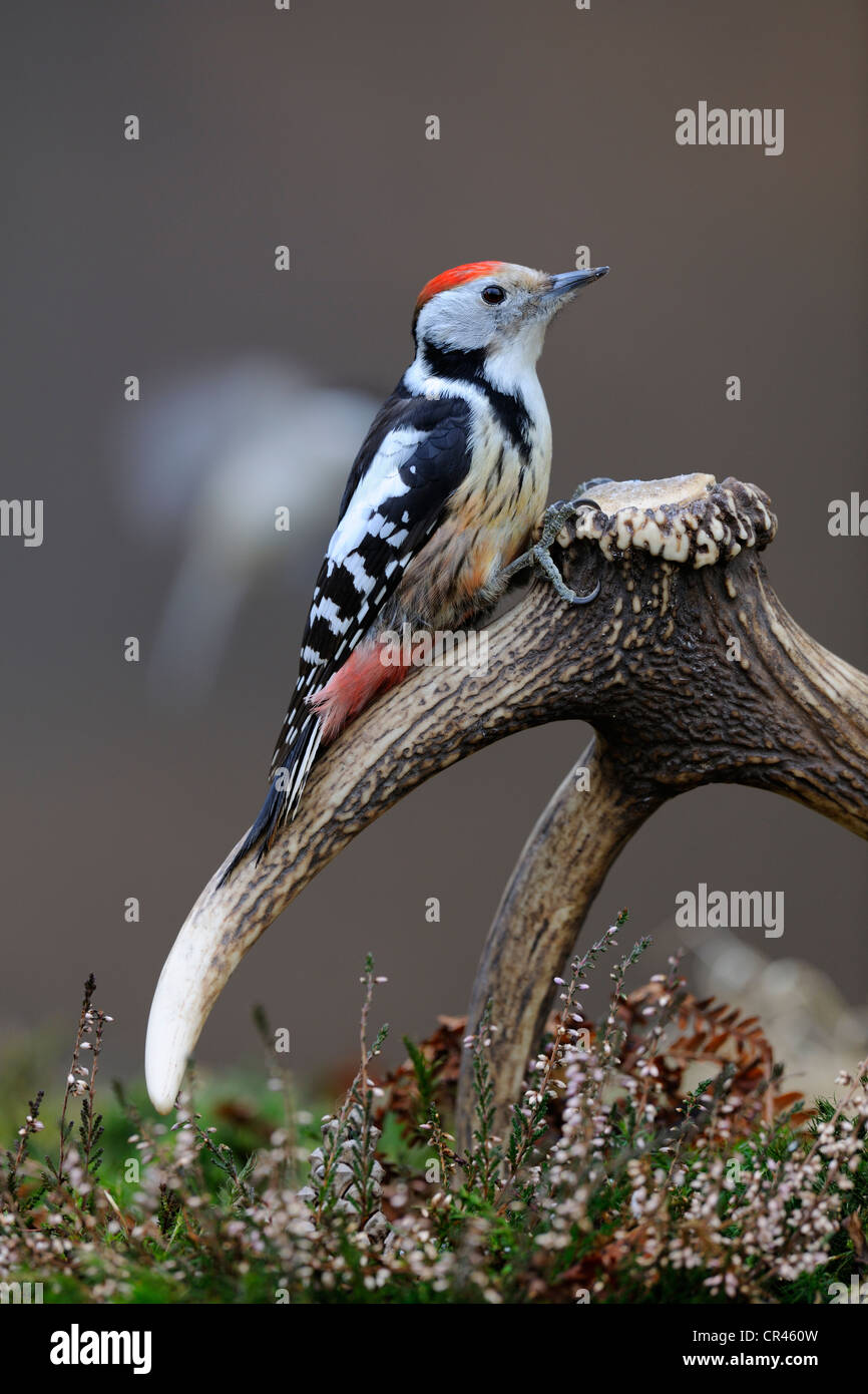 Middle Spotted Woodpecker (Dendrocopos Medius) sitzen auf das verworfene Geweih von einem Rothirsch (Cervus Elaphus), Biosphaerengebiet Stockfoto