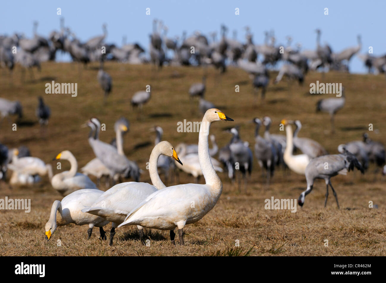 Singschwäne (Cygnus Cygnus) und Kraniche (Grus Grus), rest Bereich, Hornborgasjoen, Vaestergoetland, Schweden, Skandinavien, Europa Stockfoto