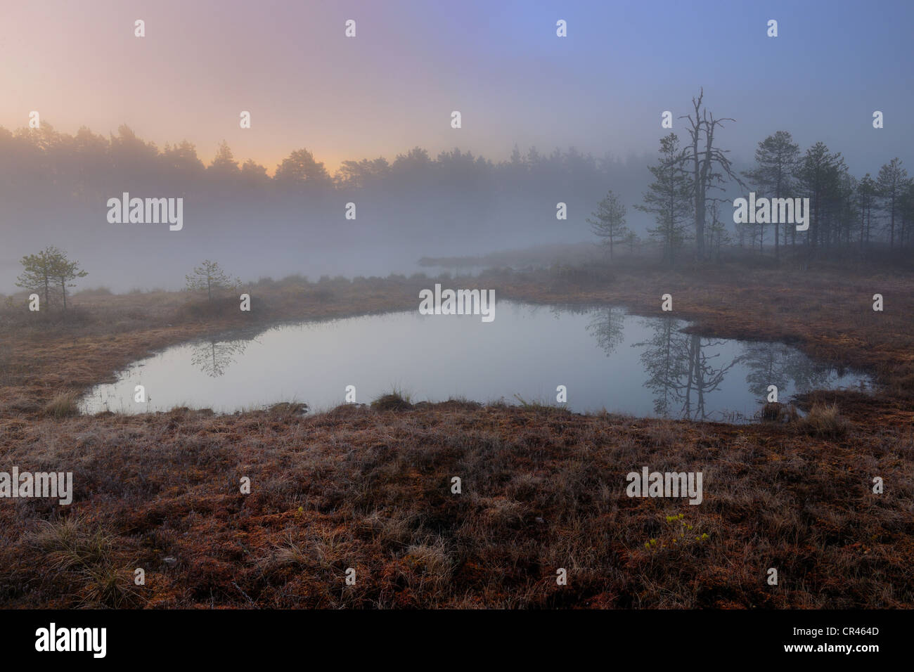 Sumpf in der Morgendämmerung, am frühen Morgen, Dalarna, Schweden, Skandinavien, Europa Stockfoto