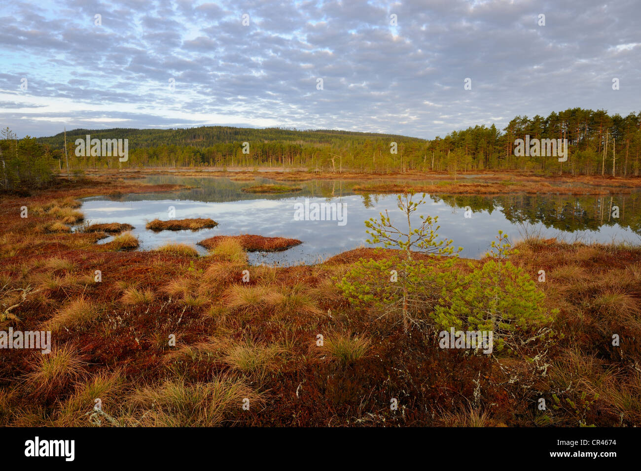 Sumpf am Morgen, Dalarna, Schweden, Skandinavien, Europa Stockfoto