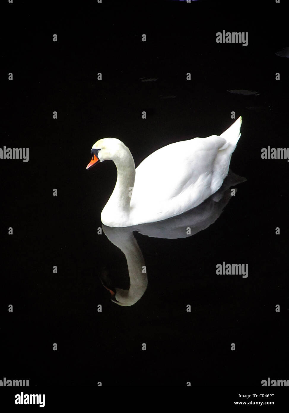 WEIßE SCHWAN, SCHWARZES WASSER Stockfoto