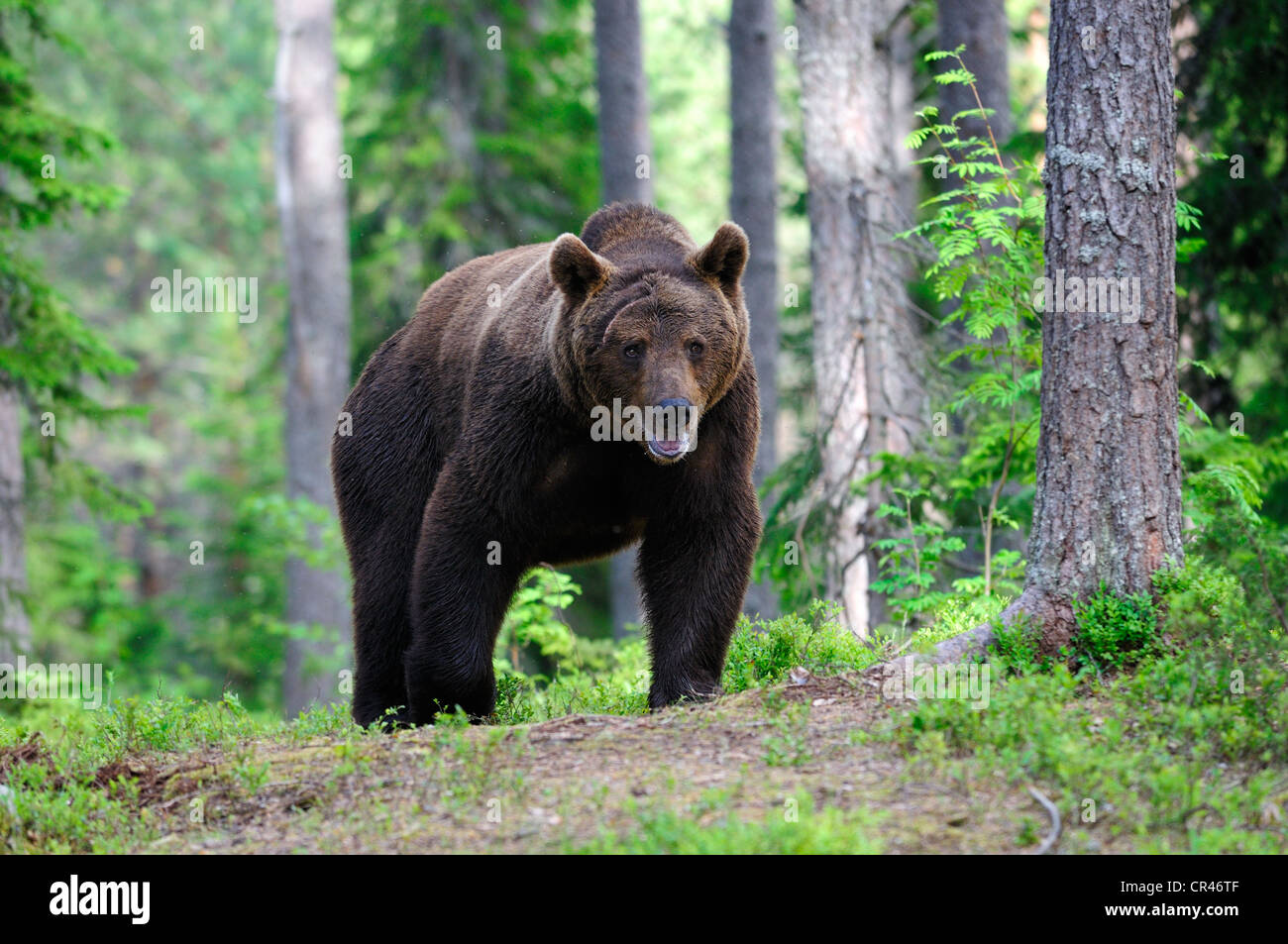 Braunbär (Ursus Arctos), Männchen, Karelien, Ost-Finnland, Finnland, Europa Stockfoto