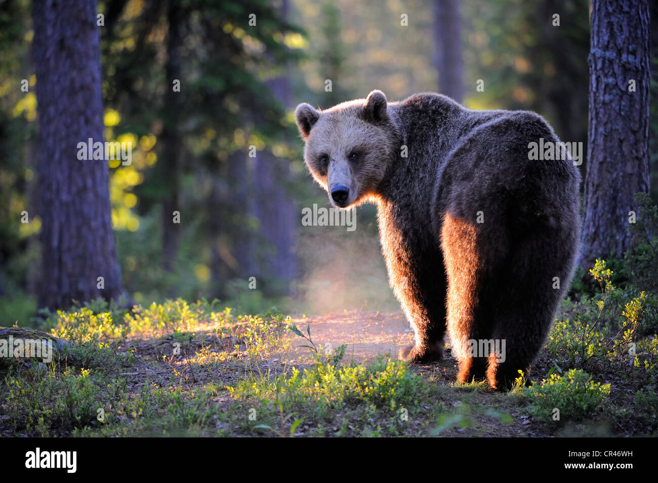 Braunbär (Ursus Arctos), erwachsenes Weibchen in Morgen Licht, Karelien, Finnland, Osteuropa Stockfoto