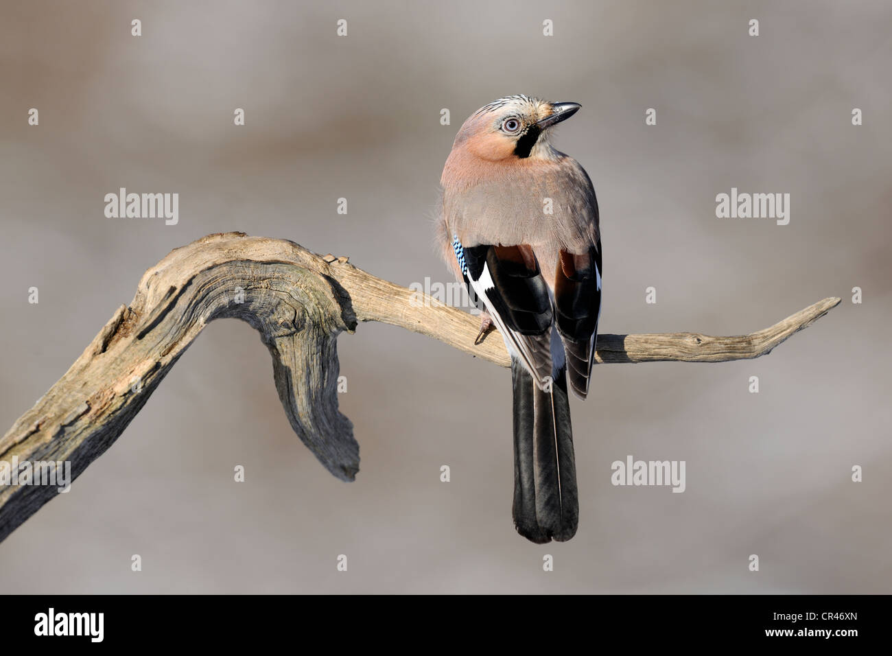 Eichelhäher (Garrulus Glandarius), auf seinem Hochsitz, sch.ools.it Alb-Biosphäre-Region, Baden-Württemberg, Deutschland, Europa Stockfoto