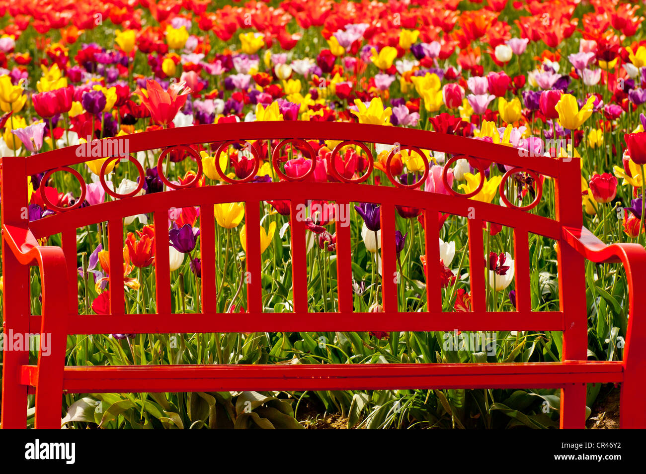 Roten Gartenbank unter Frühjahr Tulpen im Garten. USA Stockfoto