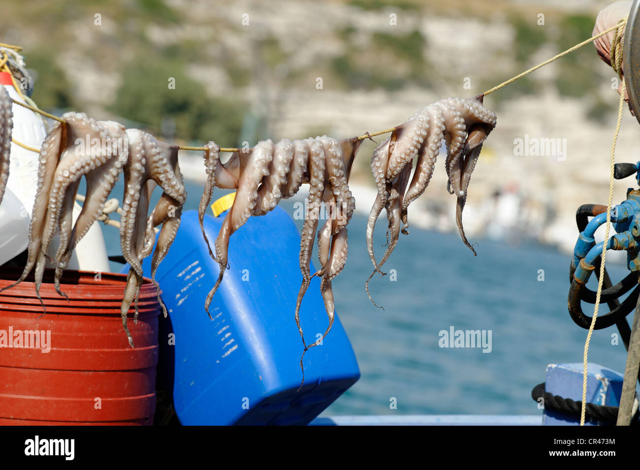 Oktopus, aufgehängt an trockenen, Port Stadt von Pythagorio, Samos Insel, Ägäis, südlichen Sporaden Inseln, Griechenland, Europa Stockfoto