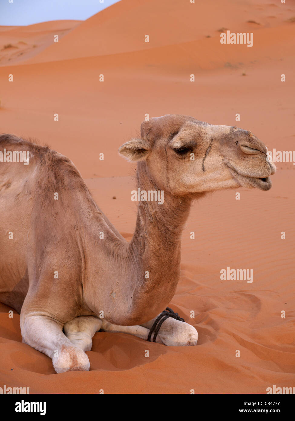 Porträt eines ruhenden Dromedar oder arabischen Kamel (Camelus Dromedarius), in den Sanddünen des Erg Chebbi Wüste Stockfoto