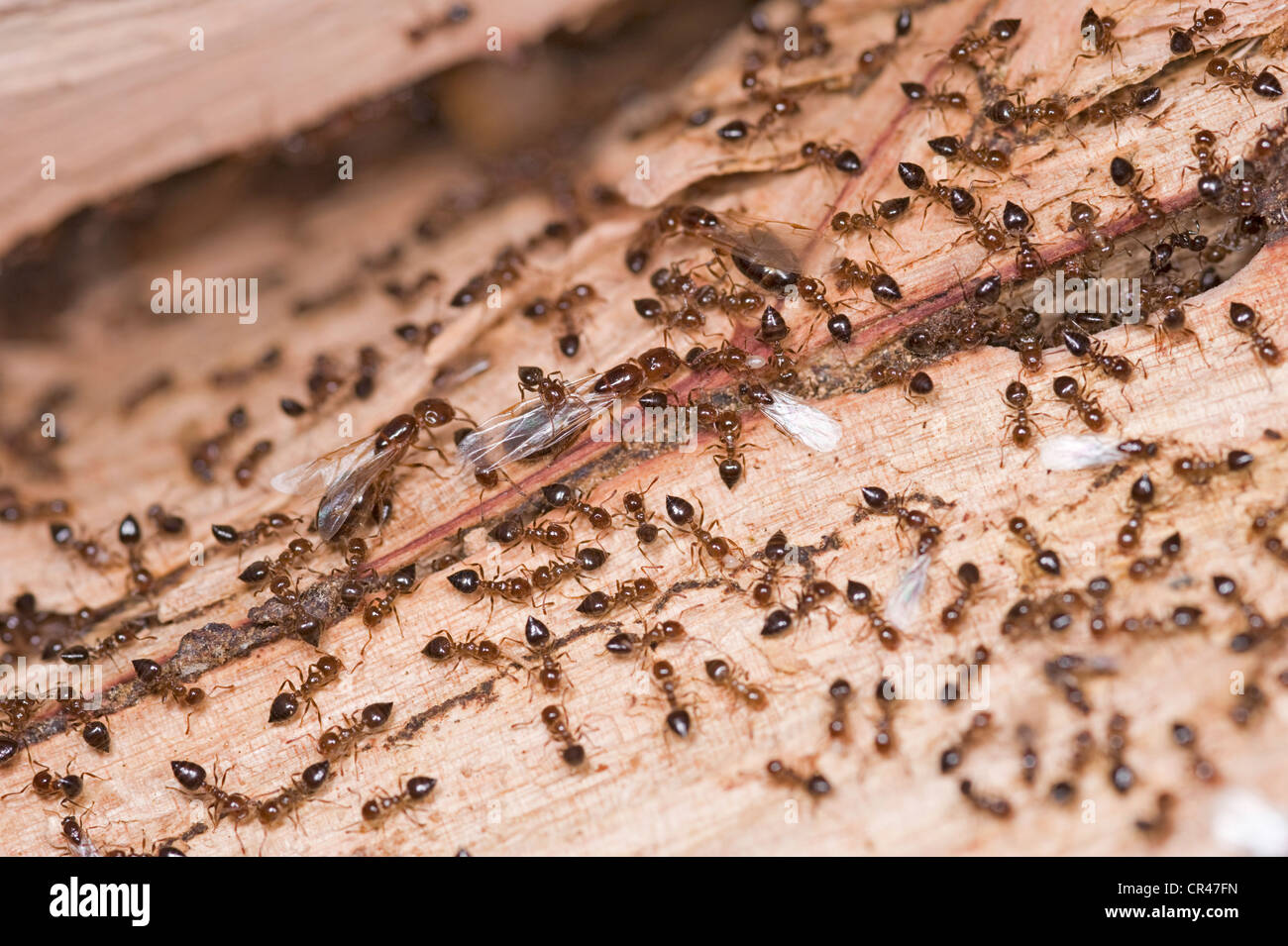Ameise nest aufgedeckt im Baum Stockfotografie Alamy