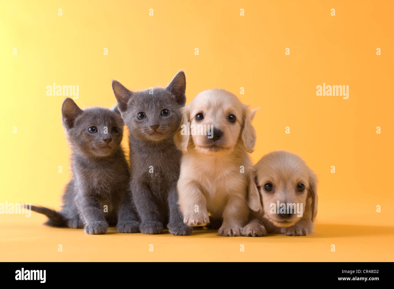 Zwei russische blaue Kätzchen und zwei Dackel Welpen Stockfoto