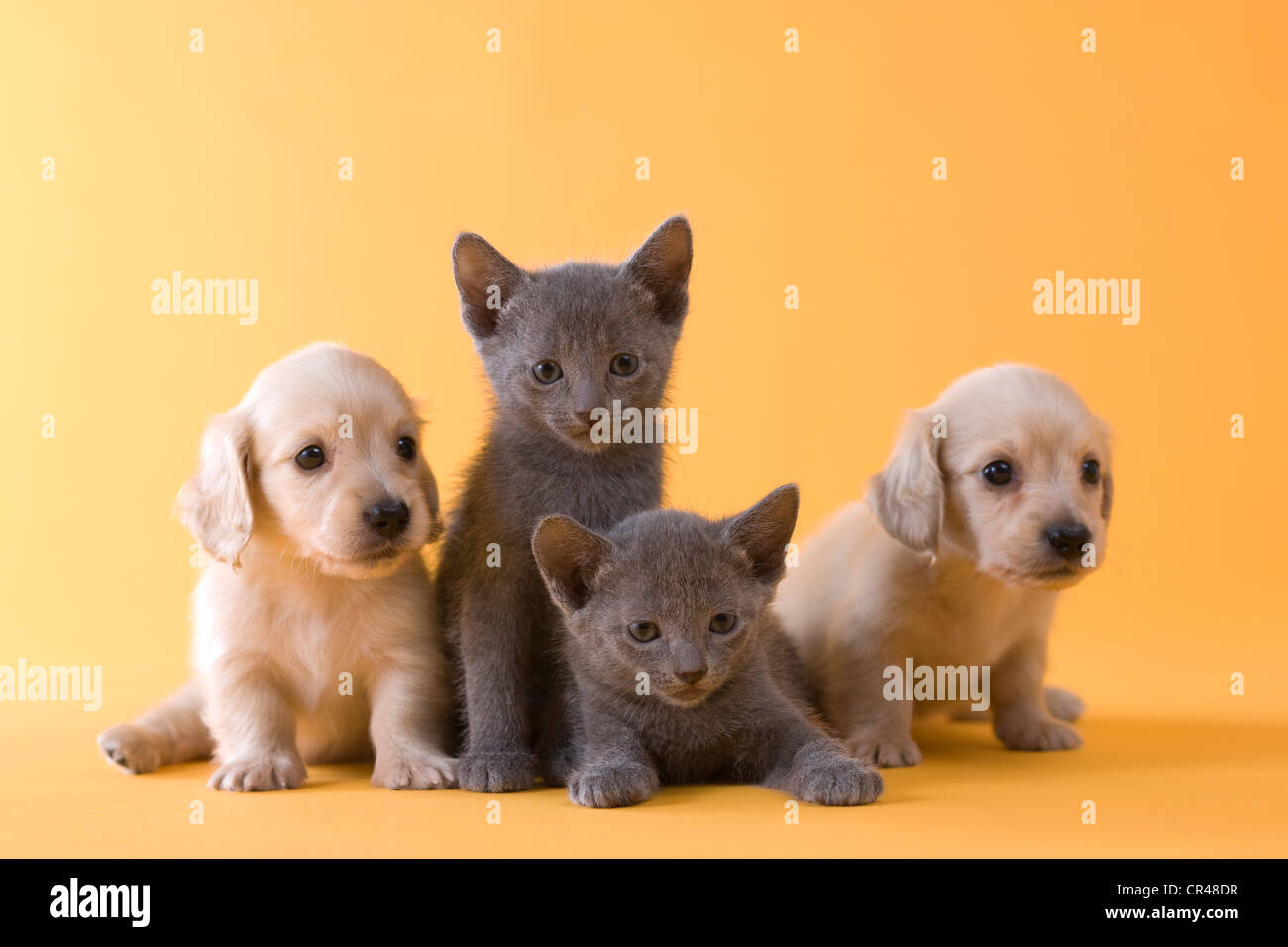 Zwei russische blaue Kätzchen und zwei Dackel Welpen Stockfoto