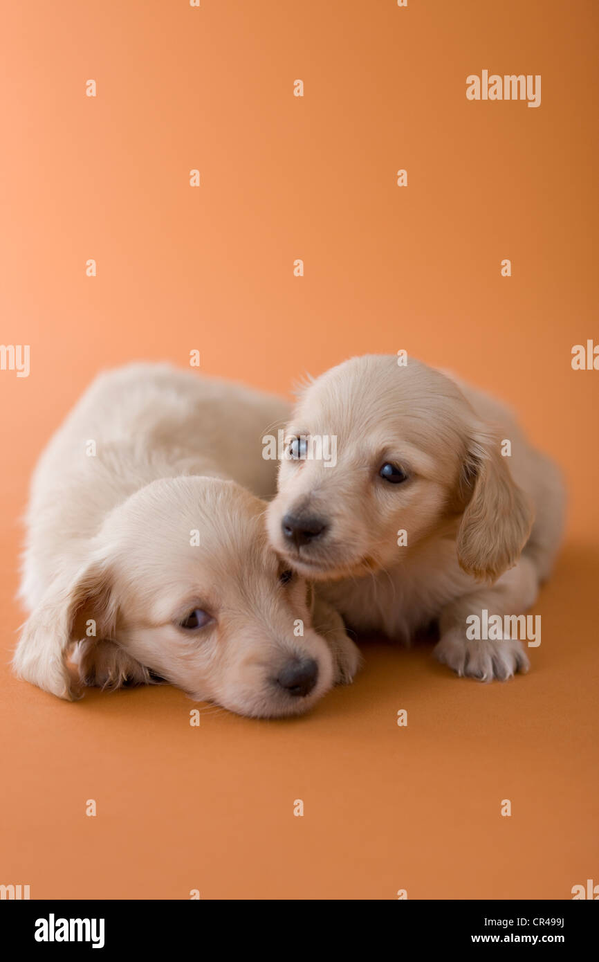 Zwei Dackel Welpen Stockfoto