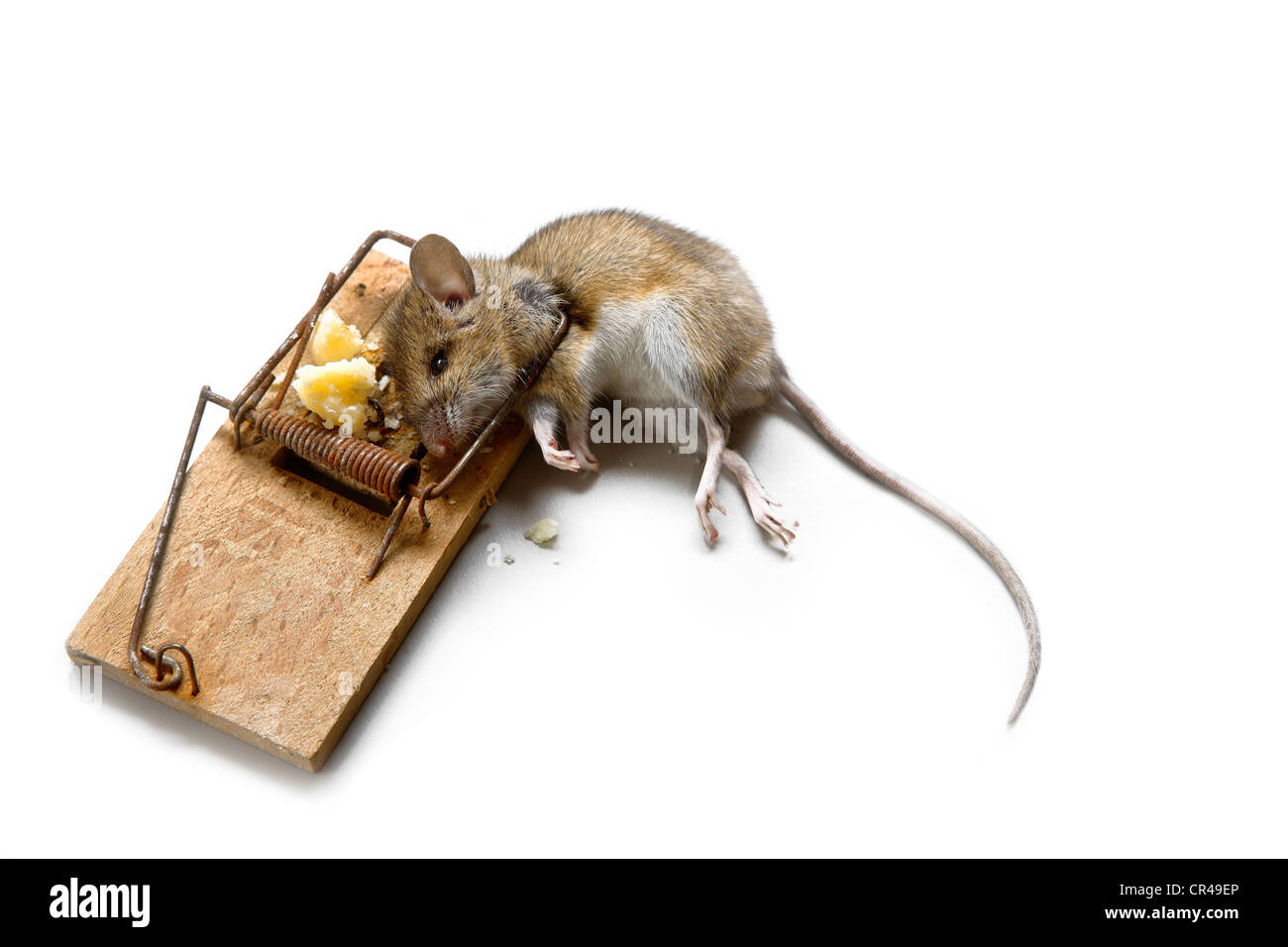 Tote Maus in einer Mausefalle mit Käse Stockfoto