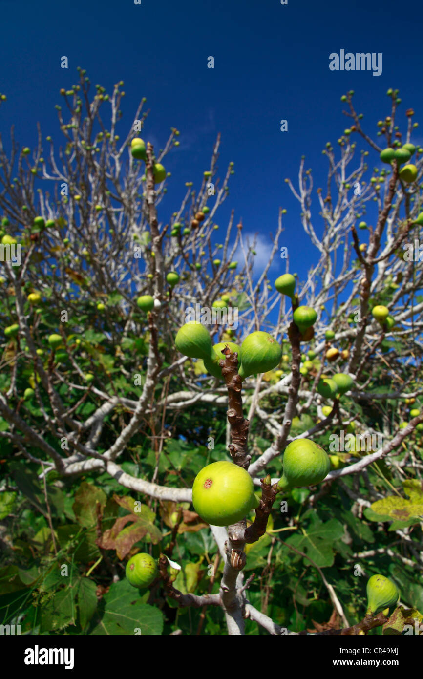 Feigen auf Feigenbaum (Ficus), Ibiza, Balearen, Spanien, Europa Stockfoto