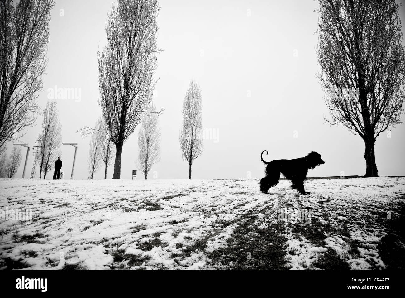Afghanische Hund im Winter in Sant Cugat del Valles, Barcelona, Katalonien, Spanien, Europa Stockfoto