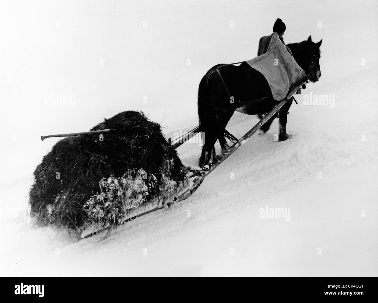 Heu-Arbeit mit Pferd und Schlitten, Winter, Pinzgau, Salzburg, Österreich, Europa, historische Fotografie, 1965 Stockfoto