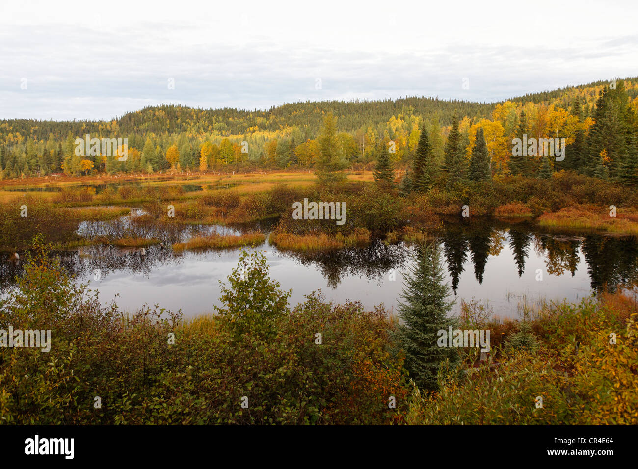 Torfmoor entlang Manicouagan Fluss, Laurentides, Manicouagan Region, Quebec, Kanada Stockfoto