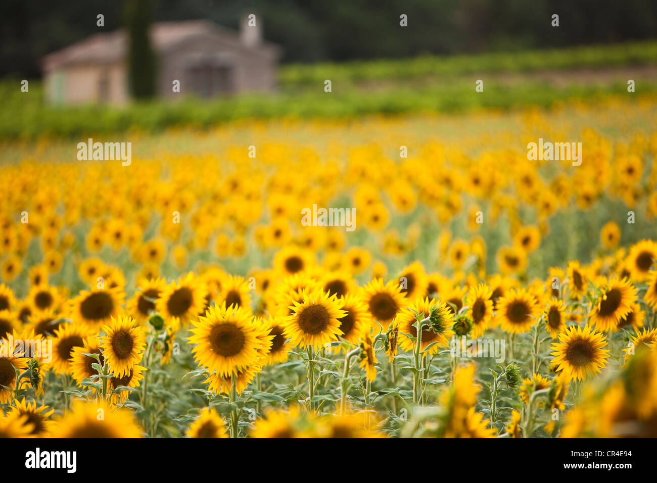 Natur Sonnenblumen Stockfotos und bilder Kaufen Alamy