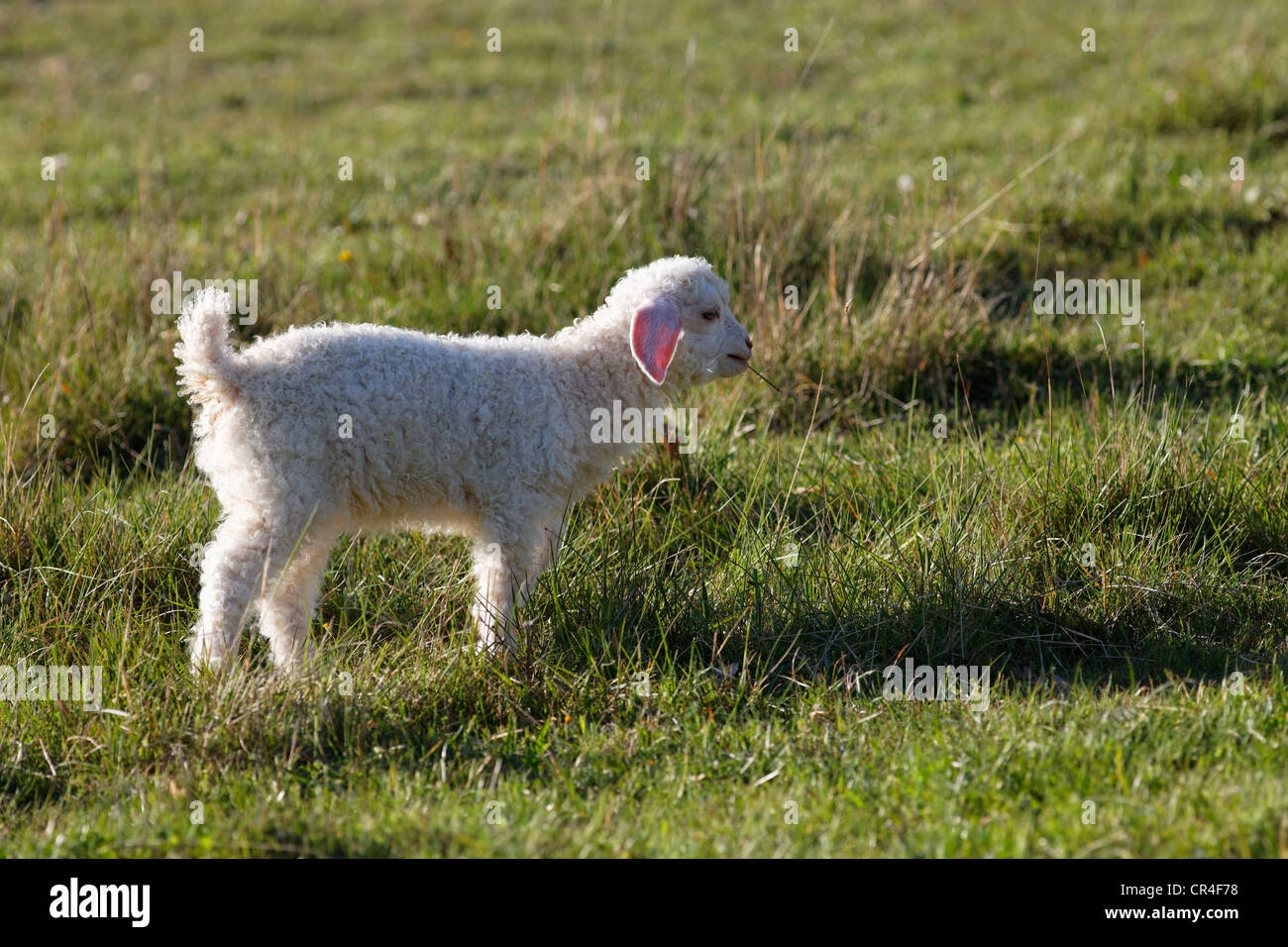 Angora-Ziege, kid, Drome, Frankreich, Europa Stockfoto