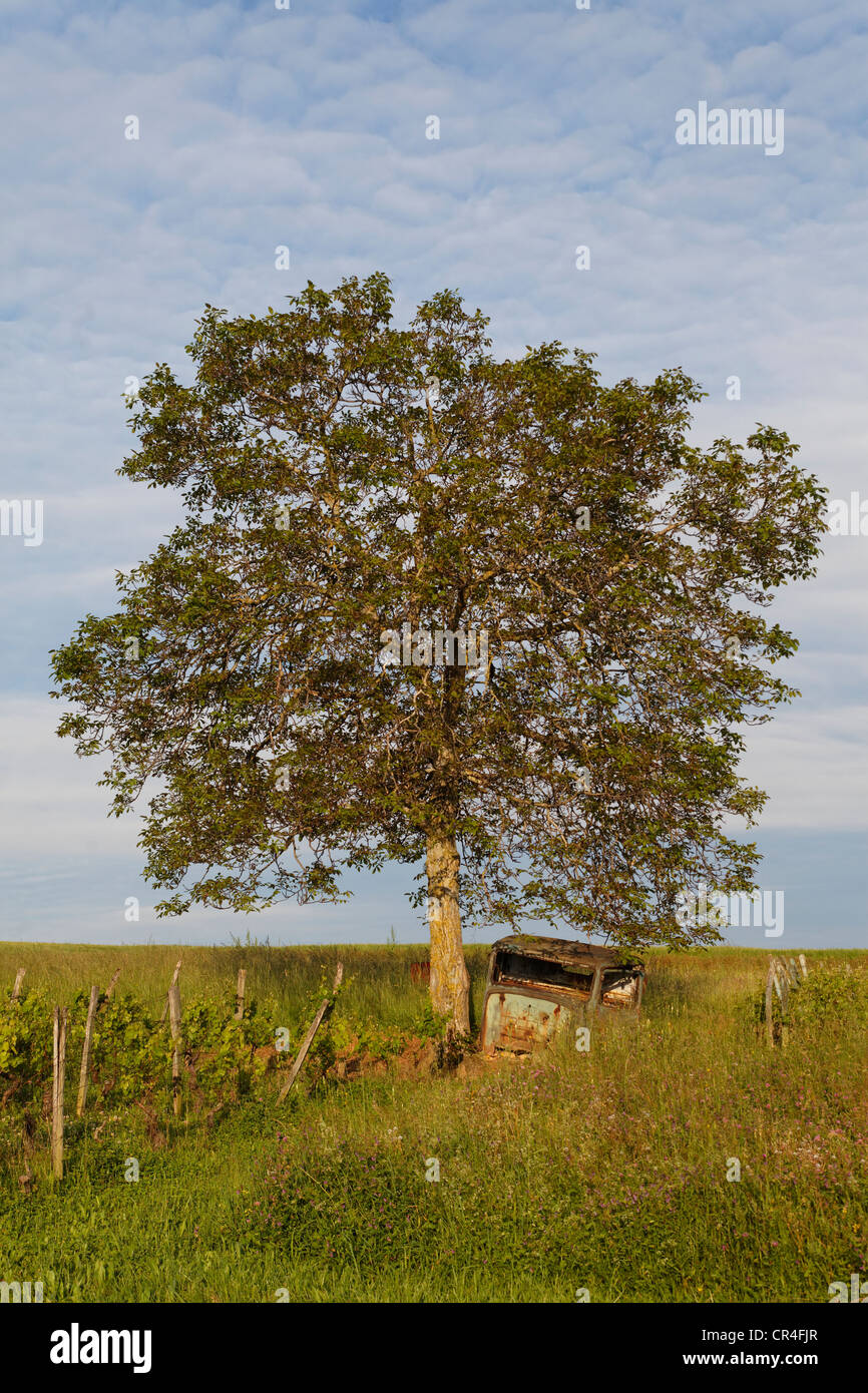 Altes Auto neben Baum, Puy de Dome Auvergne, Frankreich Stockfoto