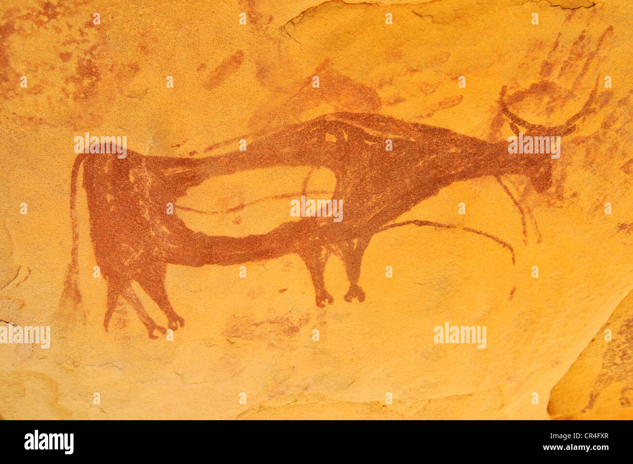 Bemalte Kuh, neolithischen Felszeichnungen am Arakokem, Adrar Tekemberet, Immidir, Algerien, Sahara, Nordafrika Stockfoto