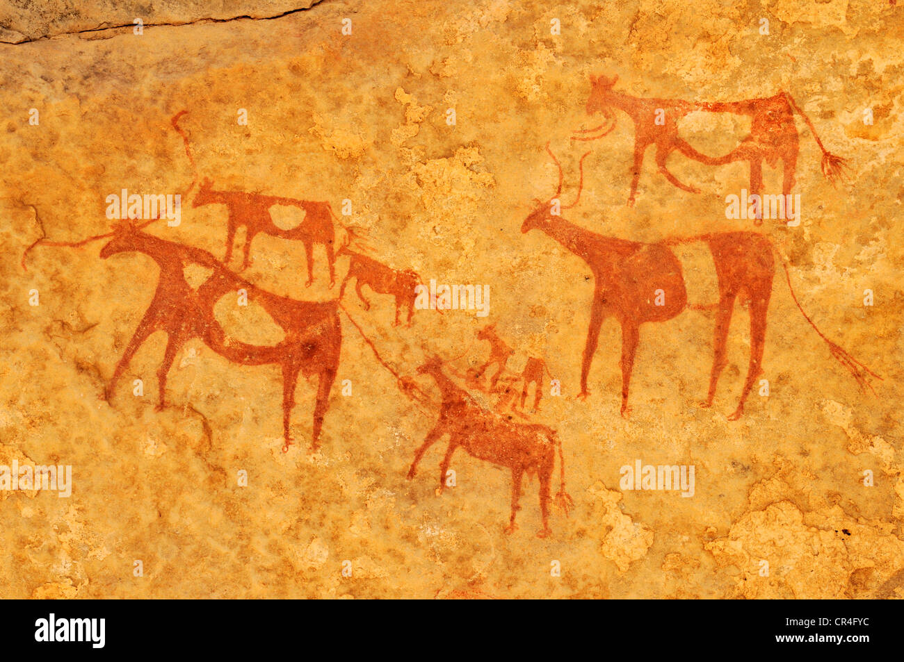 Bemalte Kühe, neolithischen Felszeichnungen an Tin Meskis, Adrar n'Ahnet, Algerien, Sahara, Nordafrika Stockfoto