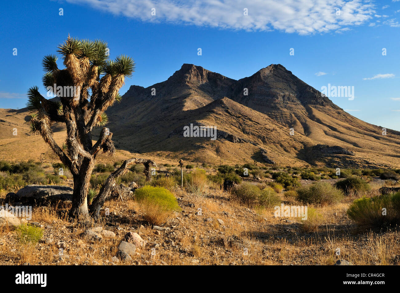 Joshua Tree (Yucca Brevifolia) in Beaver Dam Wash National Conservation Area, Mojave-Wüste, Utah, USA, Nordamerika Stockfoto