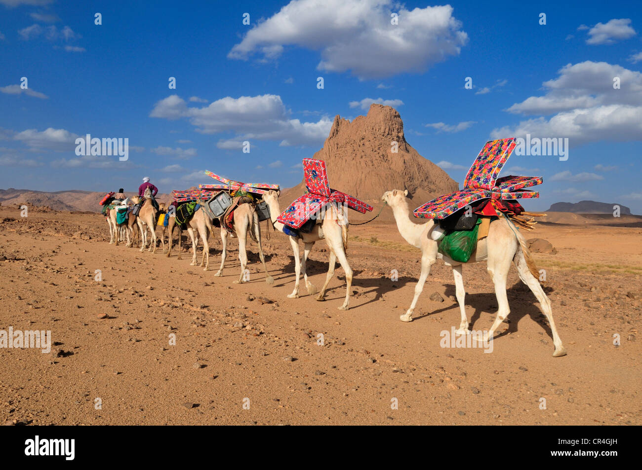 Gruppe von Kamelen, Wohnwagen in die Vulkanlandschaft des Ahaggar Berge, Wilaya Tamanrasset, Algerien, Hoggar, Sahara Stockfoto