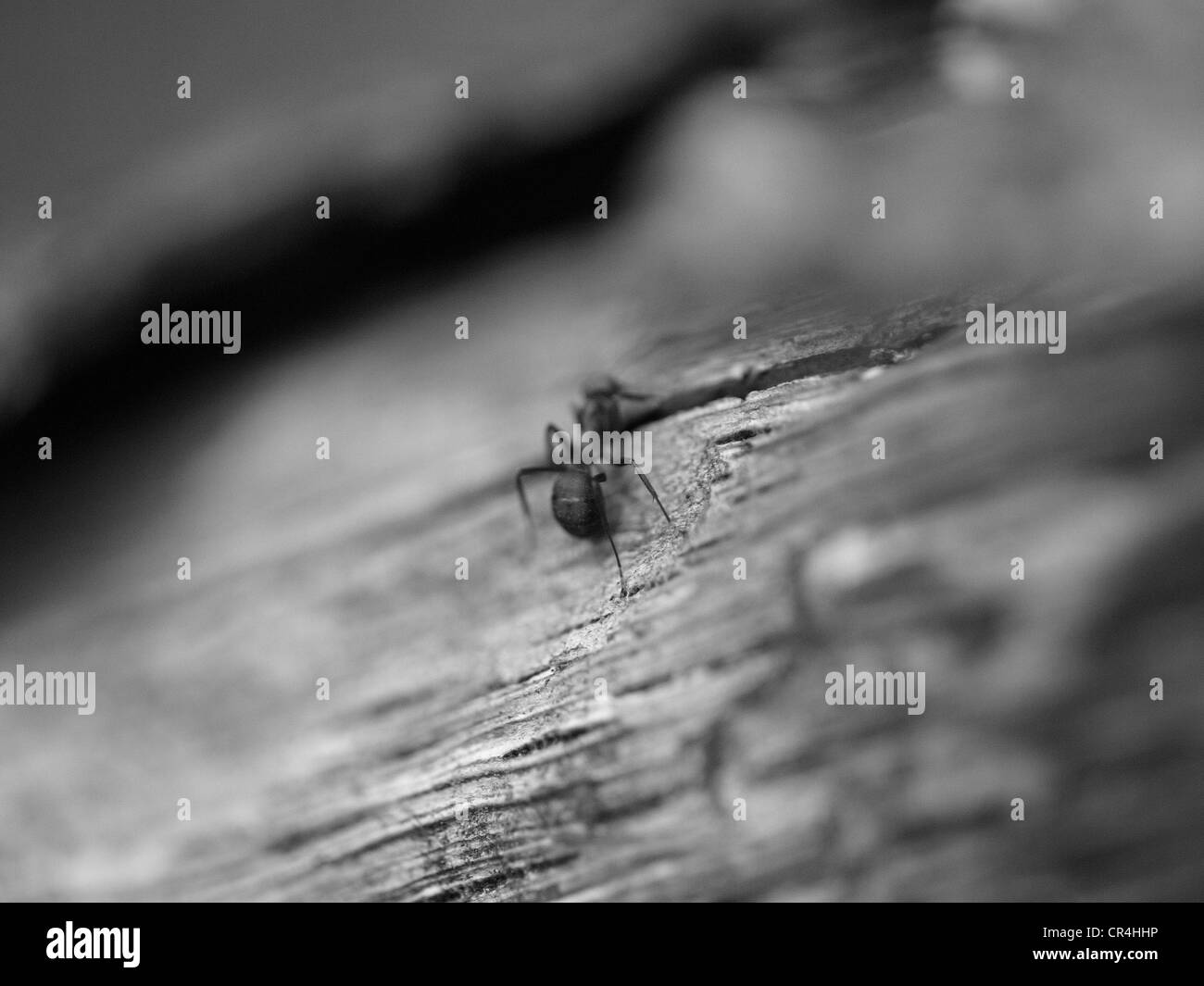 Eine Ameise zu Fuß auf einem Holz. Close-up, schwarz-weiß-Fotografie. Stockfoto