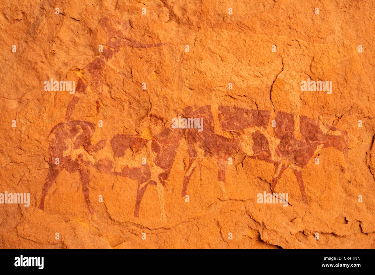 Bemalte Kuh, neolithischen Felsmalereien von Tadrart, Tassili n ' Ajjer National Park, UNESCO-Weltkulturerbe, Algerien, Sahara Stockfoto