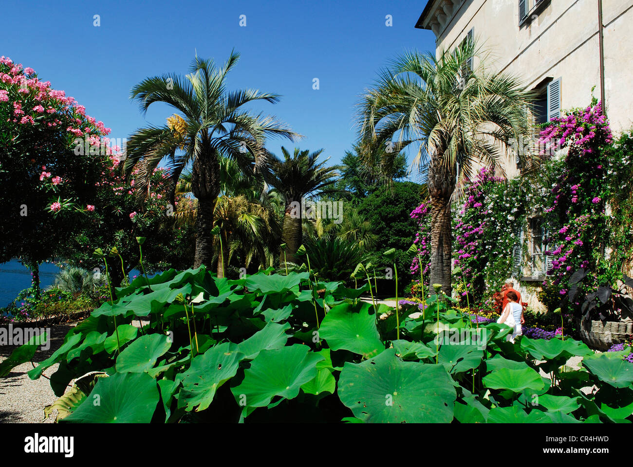 Die isola madre Fotos und Bildmaterial in hoher Auflösung Alamy