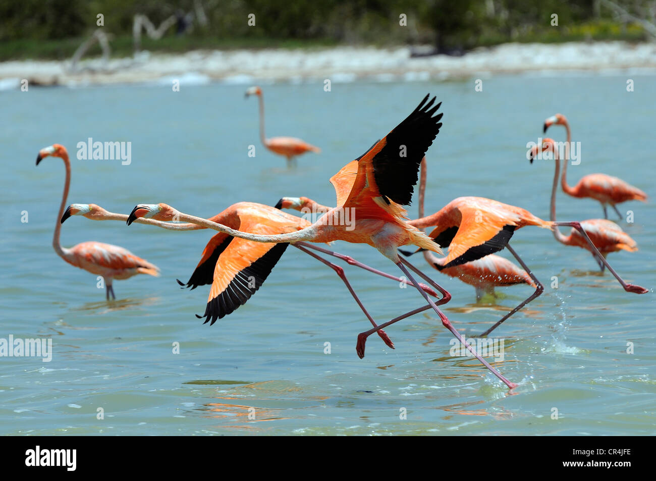 Mexiko, Yucatan Staates, Rio Lagartos Biosphären-Reservat, rosa Flamingos (Phoenicopterus Ruber) Stockfoto