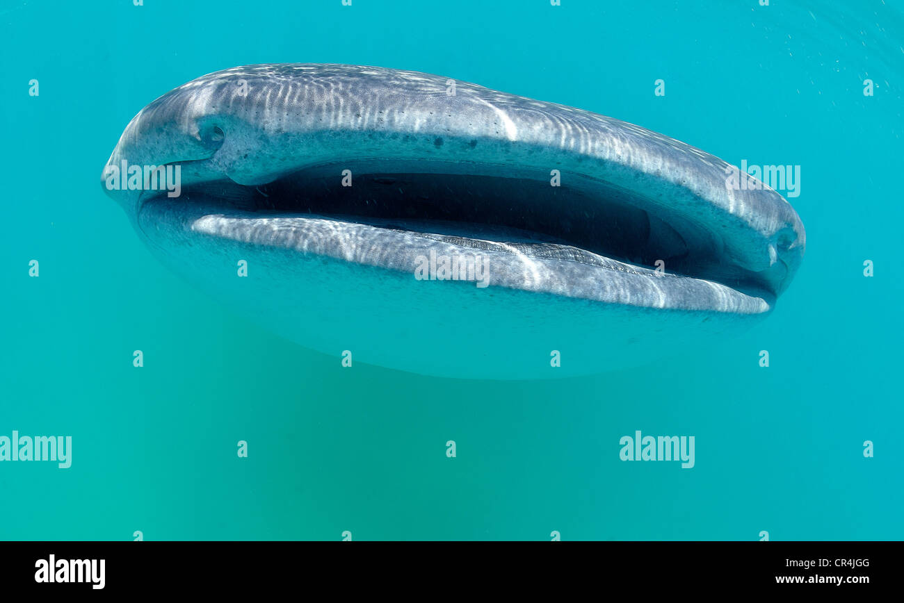 Was Ist Der Größte Fisch Der Welt www.alamy.de